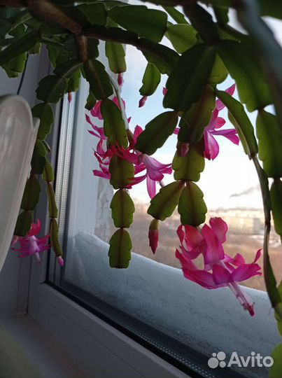 Комнатные цветы