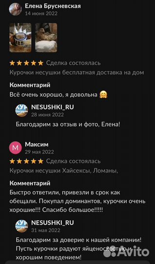 Курочки молодки Несушки