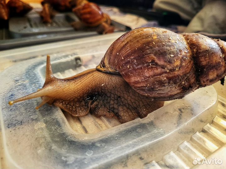 Улитки Ахатины