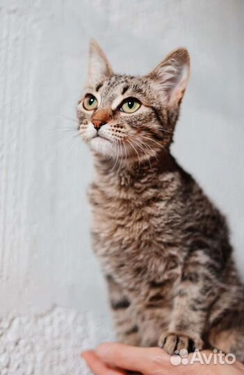 Шпротинка котёнка в добрые руки