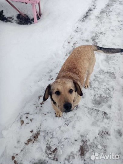 Барон ищет дом