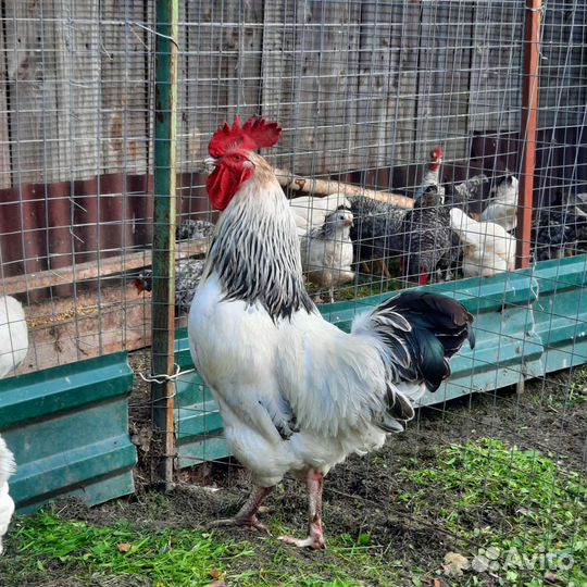 Петух