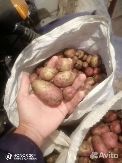 Продам картофель