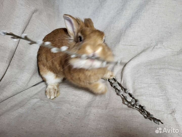 Декоративный кролик