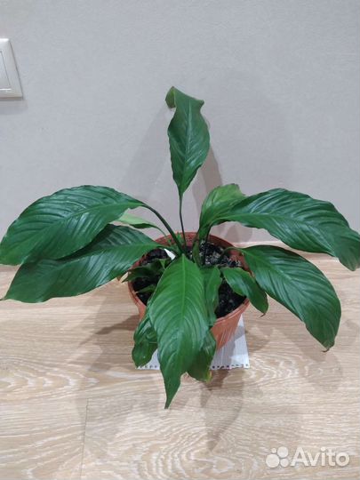 Спатифиллум