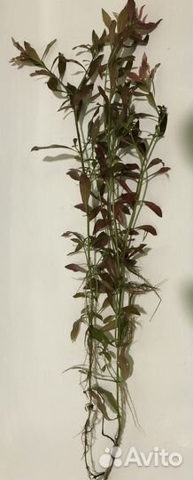 Растения аквариумные