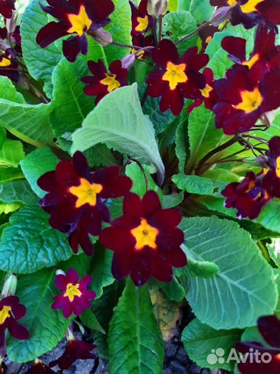 Многолетники