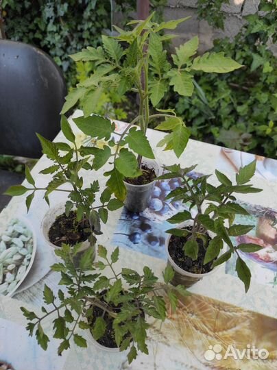 Рассада помидор черри