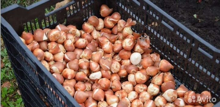 Луковицы тюльпанов