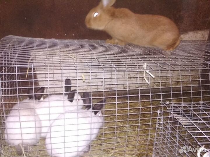 Кролики разных пород