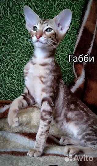 Кошка петерболд