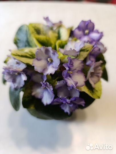 Цветущие мини фиалочки