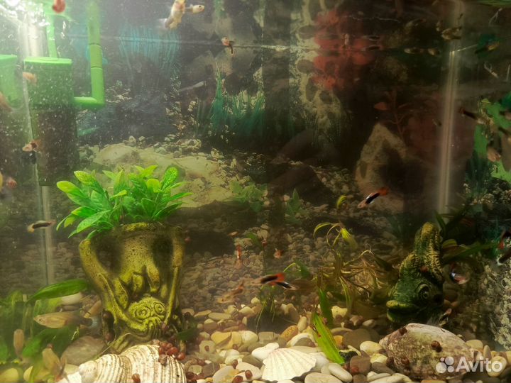 Аквариумные рыбки гуппи