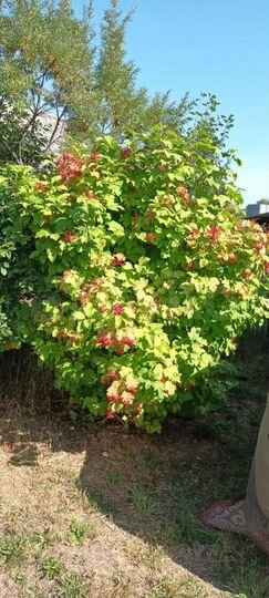 Дача 37 м² на участке 5 сот.