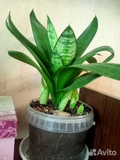 Домашние цветы 4