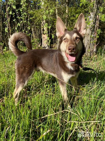 Помесь хаски