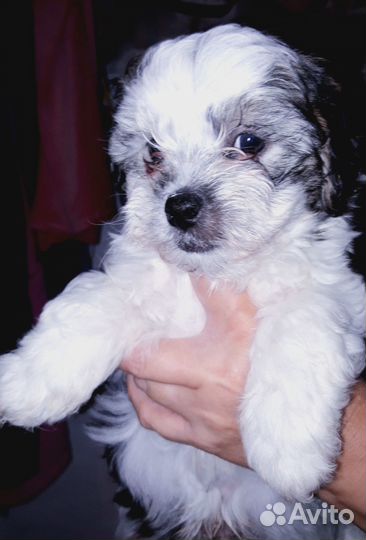 Щенки от цветной болонки