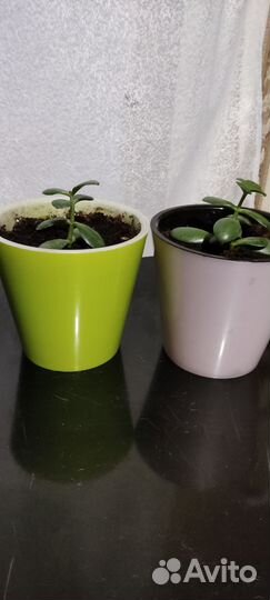 Цветок толстянка