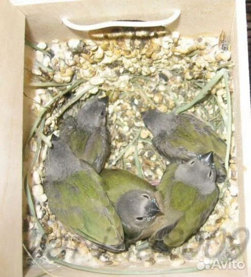 Амадина Гульда