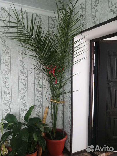 Продам финик