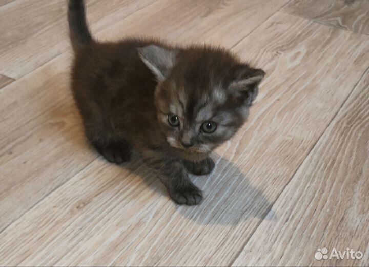 Отдам котят в добрые руки