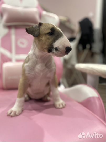 Щенки стандартного бультерьера