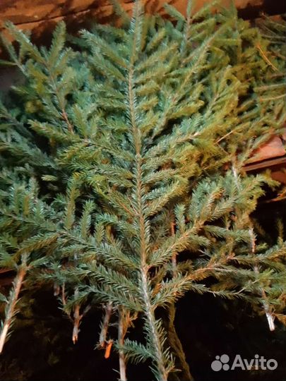 Лапник еловый