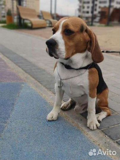 Бигль вязка