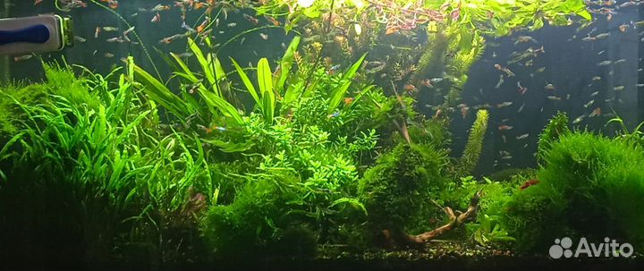 Аквариумные растения