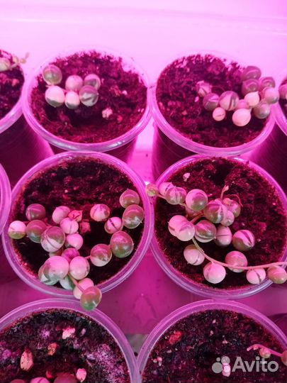 Крестовник роули