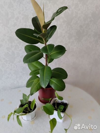 Комнатные цветы