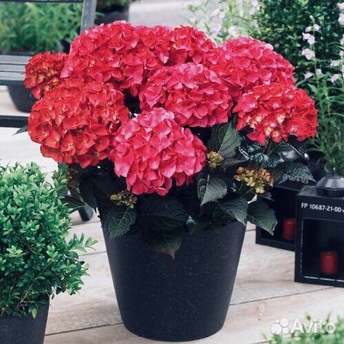 Ред энджел гортензия