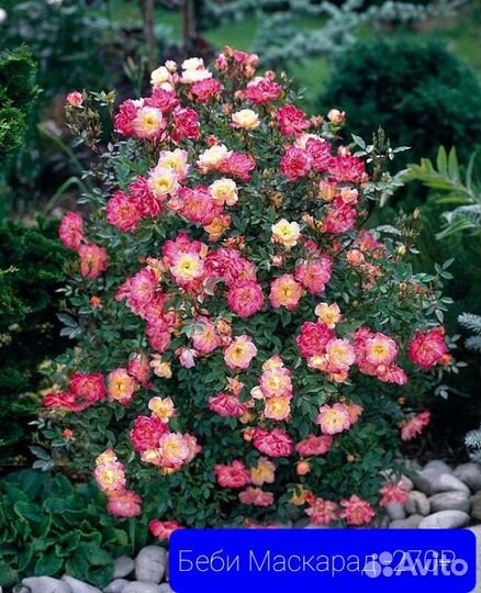 Роза разной группы. Продажа розница