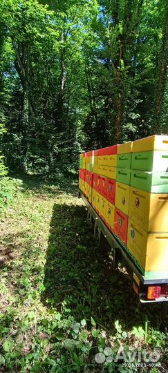 Продам пасеку