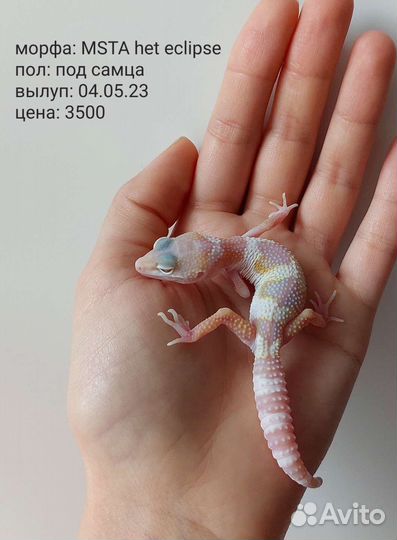 Геккон эублефар