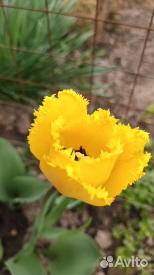 Луковицы тюльпанов