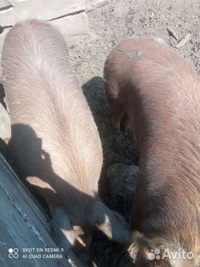 Свинья живым весом