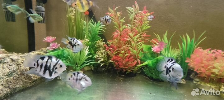 Аквариумные рыбки сапфировый попугай