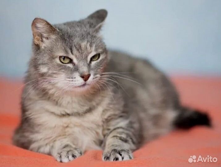 Кошечка Амели в добрые руки