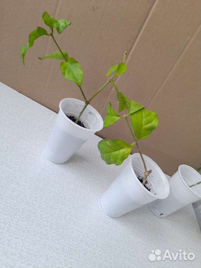 Комнатный жасмин Самбак