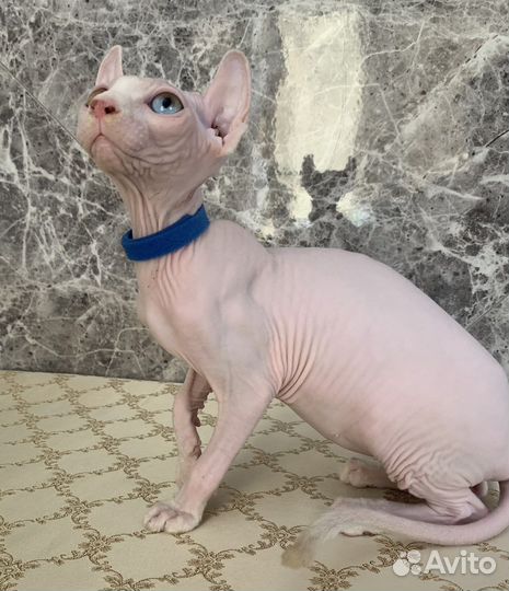 Канадский сфинкс эльф разноглазый