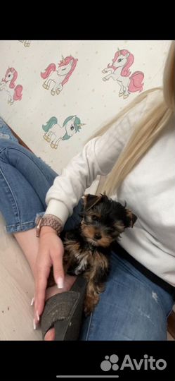 Йоркширский терьер