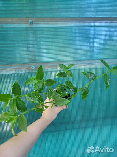 Комнатные цветы