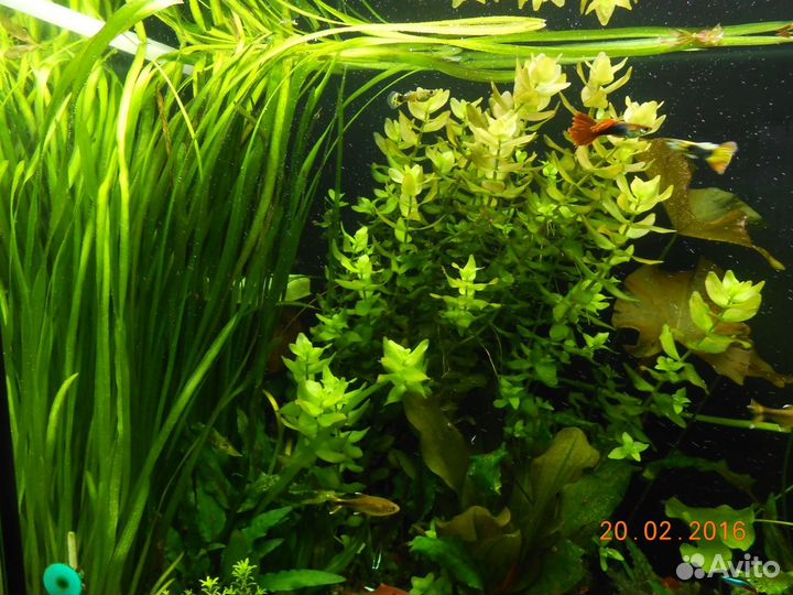 Аквариумные растения