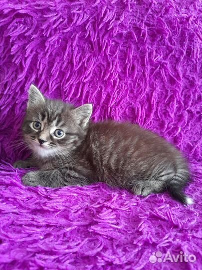 Отдам котенка в добрые руки