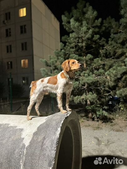 Бретонский эпаньоль вязка