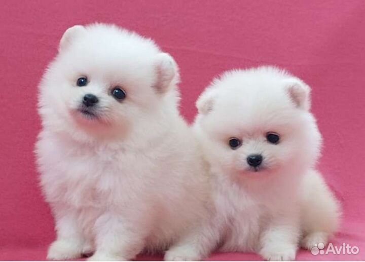 Мишки- померашки