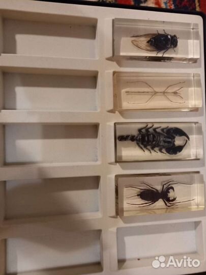 Насекомые и их знакомые часть коллекции