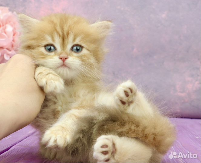 Золотая шоколадная мраморная шиншилла by12(22)