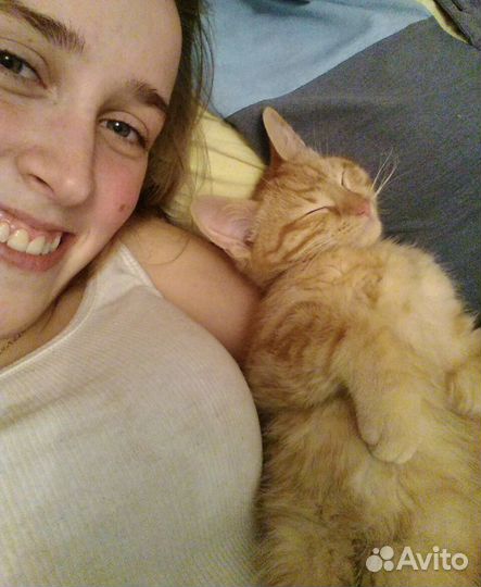 Передержка собак и кошек